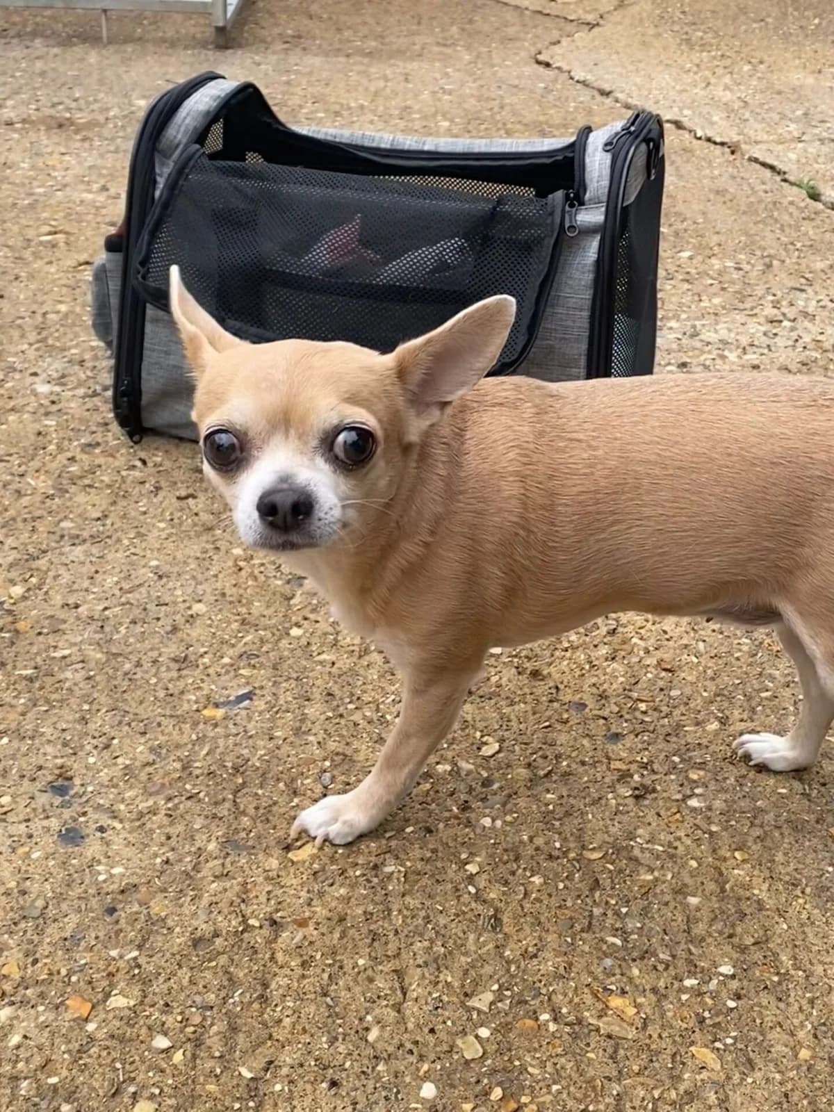Poppy,  (All Dogs Matter)