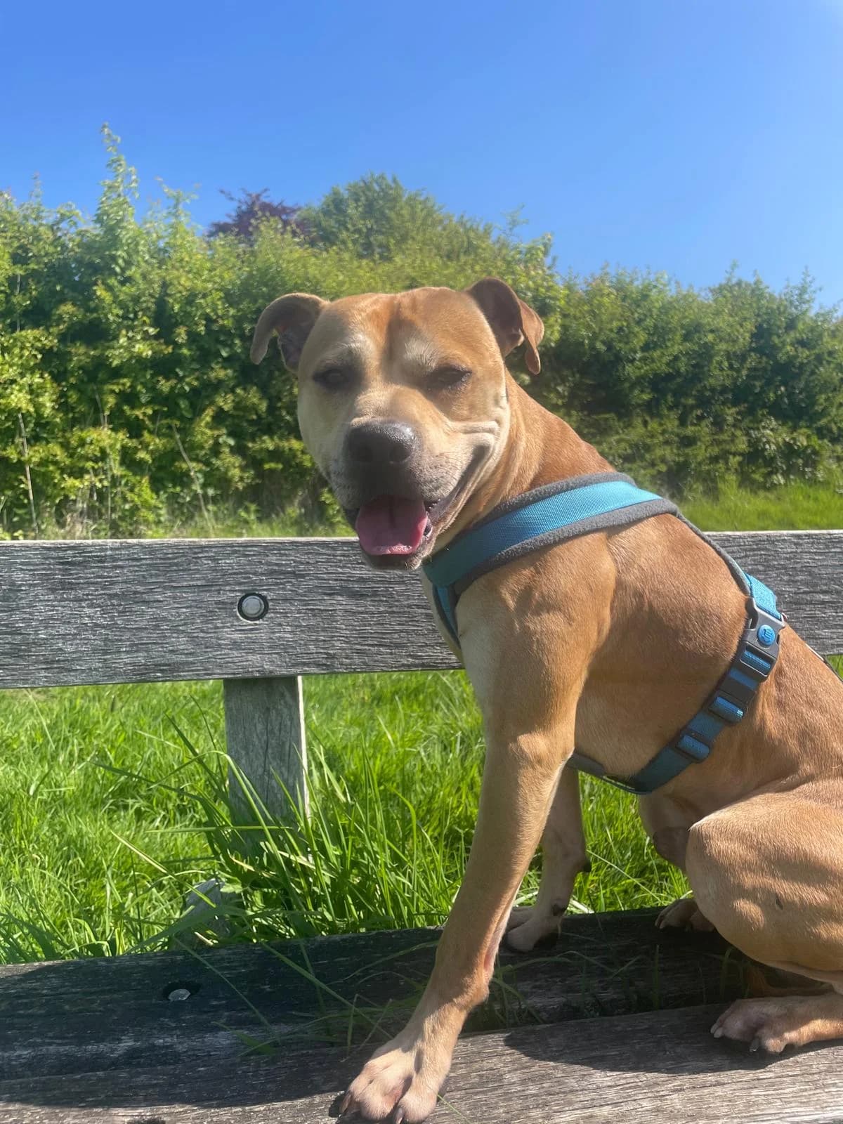 Prince,  (All Dogs Matter)