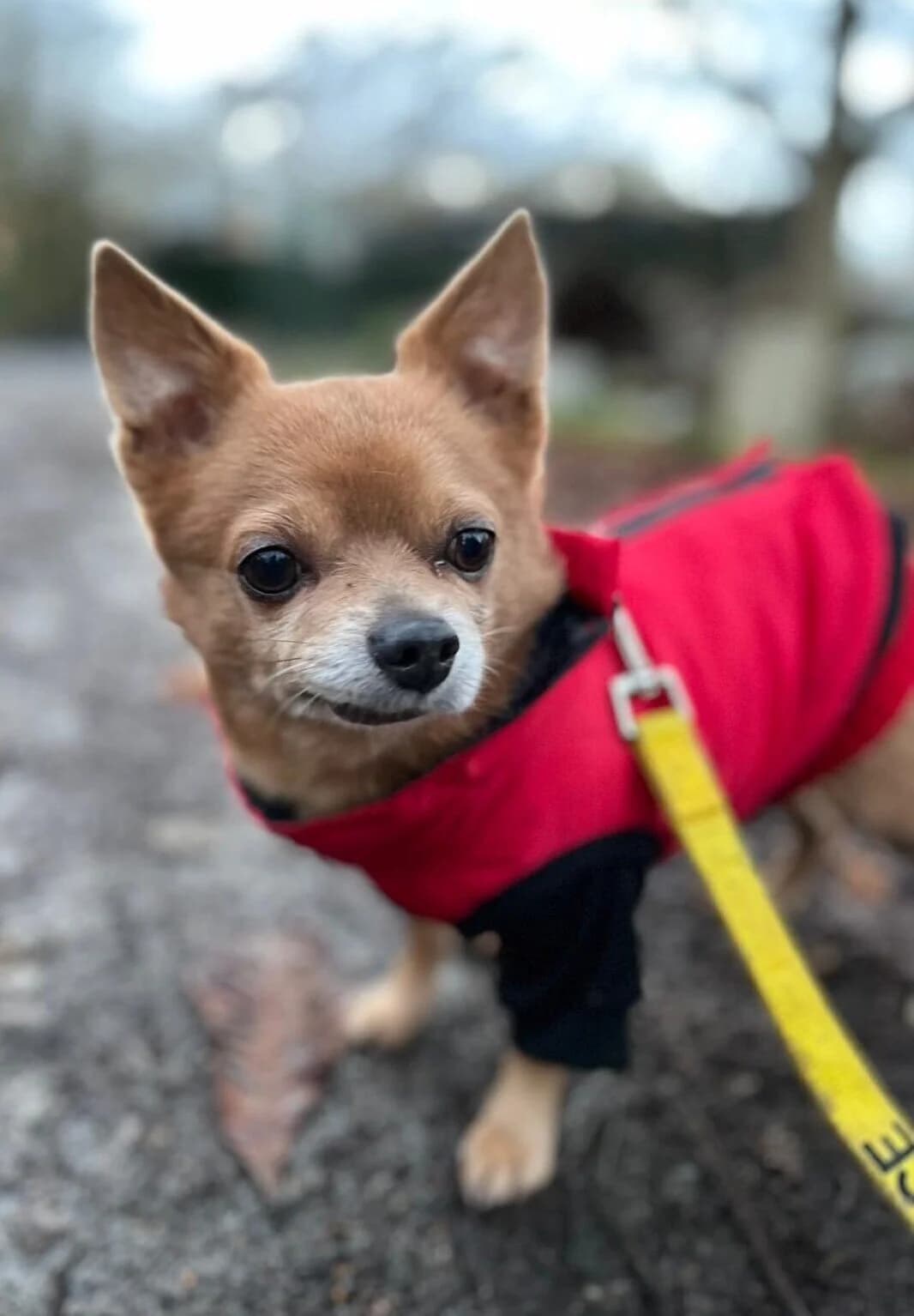 Prince,  (All Dogs Matter)