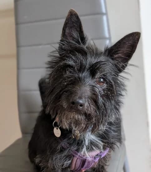 Pudding, female young mixed breed for adoption at All Dogs Matter, London