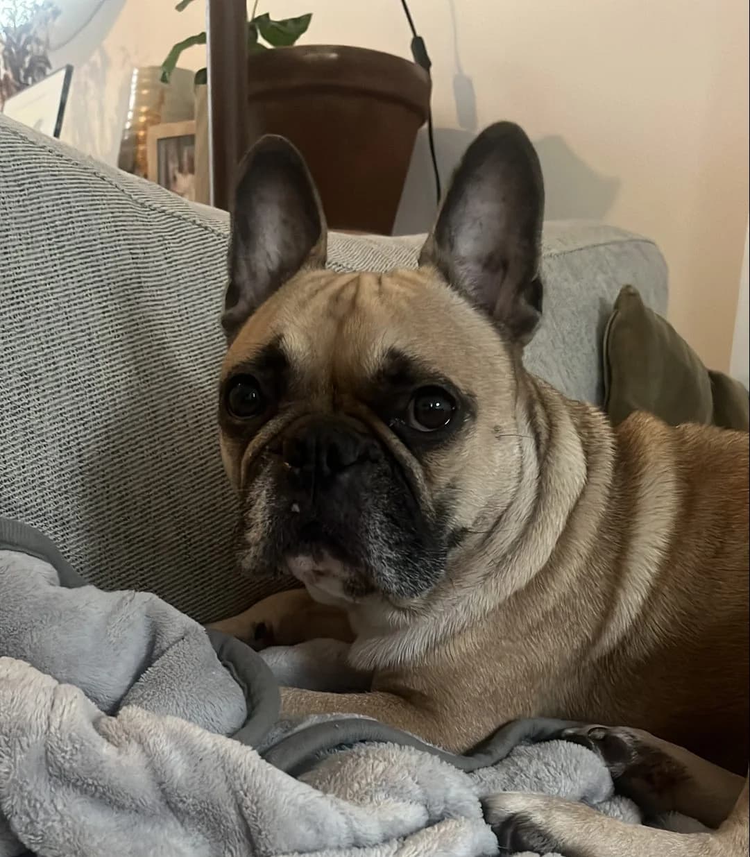 Puff,  (All Dogs Matter)