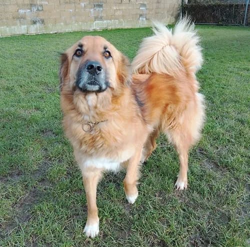 Purdey – found a home, female mixed breed for adoption at Wadars Animal Rescue, Worthing