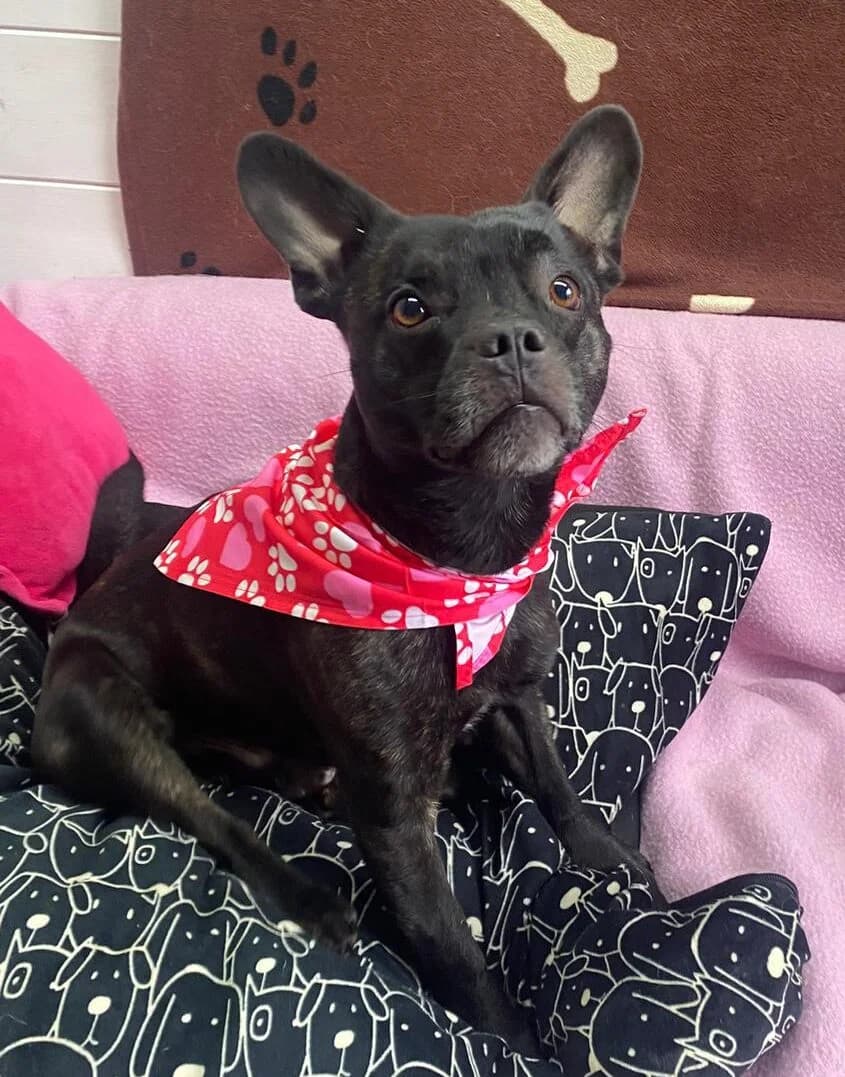 Radley, female Staffordshire Bull Terrier for adoption at All Dogs Matter, London
