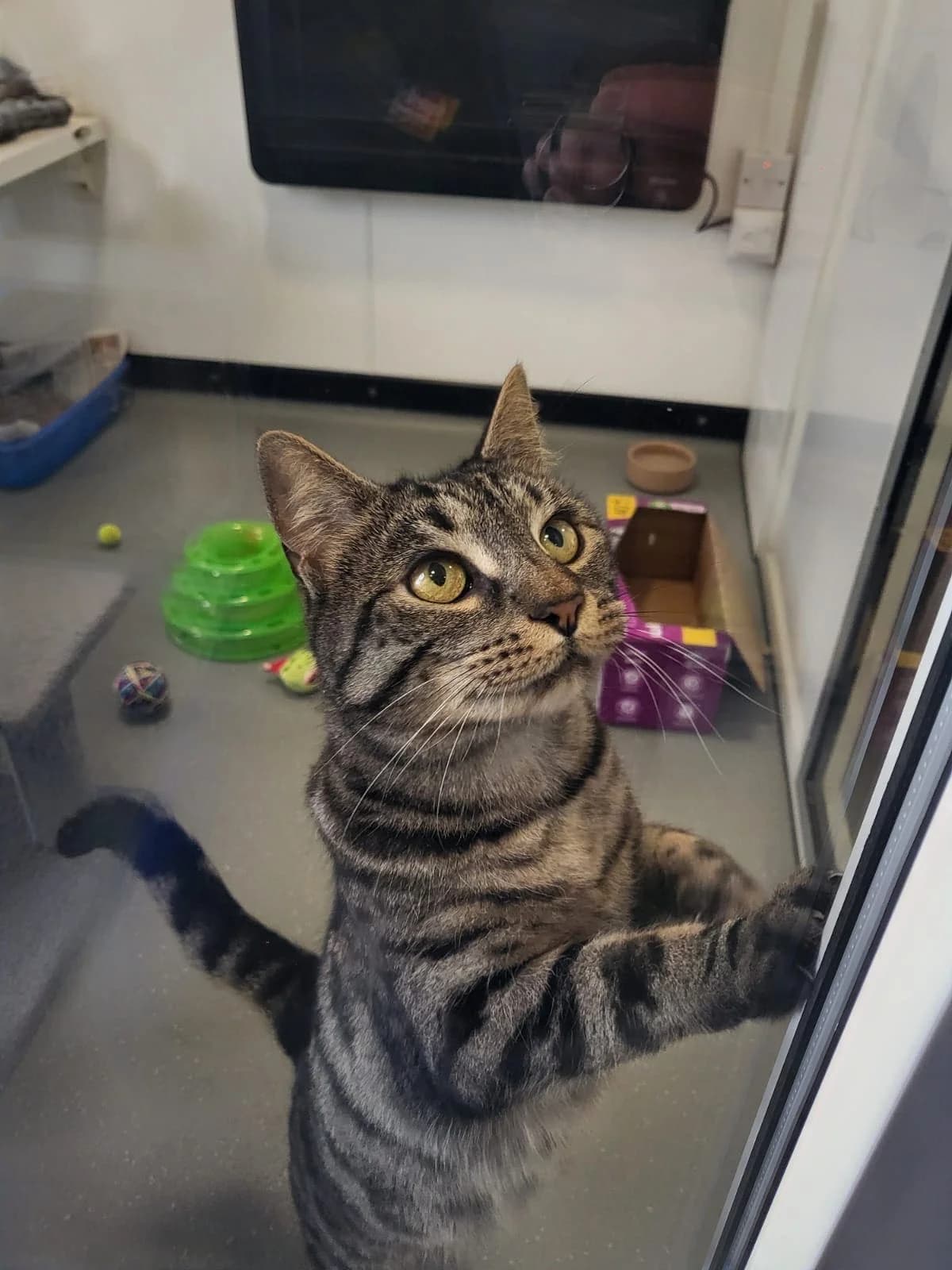 Rahna, female 6yo Bengal for adoption at Freshfields Animal Rescue, Liverpool