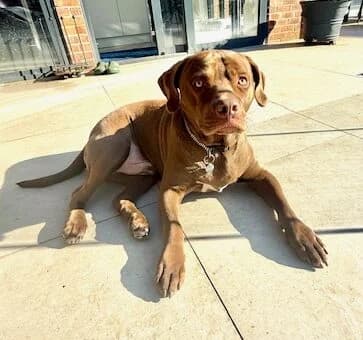 Ralph,  (All Dogs Matter)