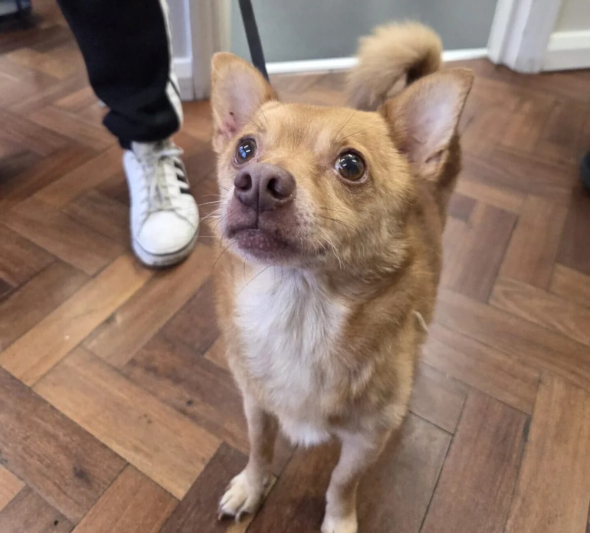Ralph,  (All Dogs Matter)