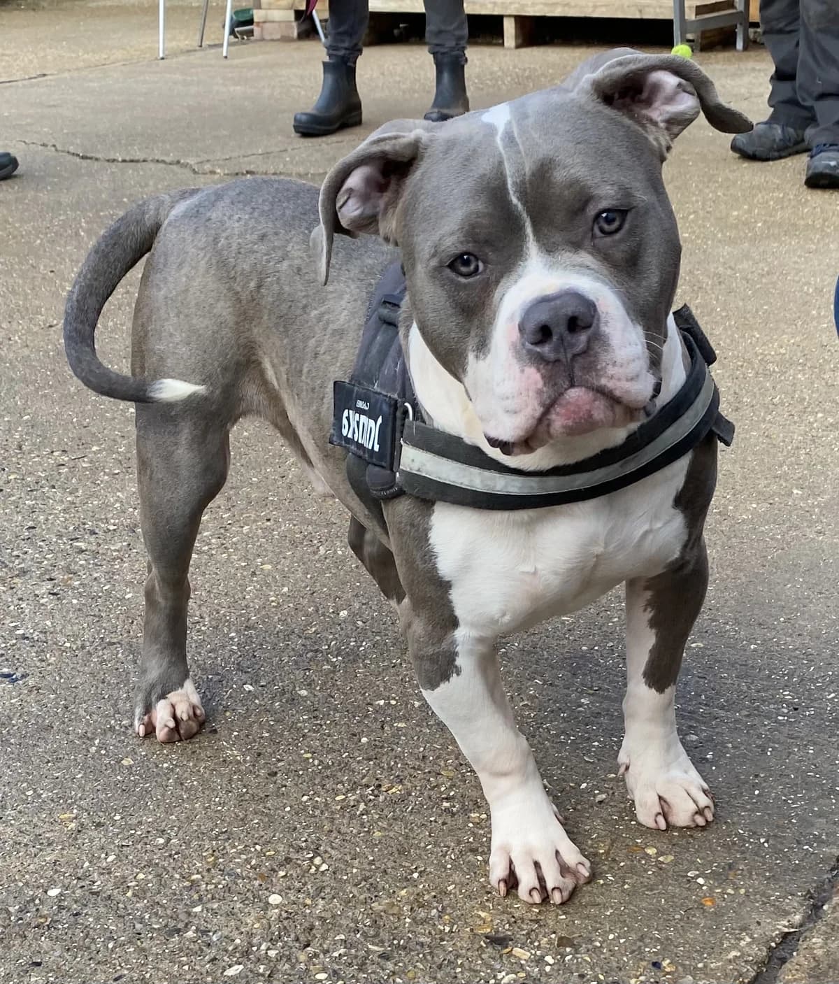 Ralphie, female young mixed breed for adoption at All Dogs Matter, London