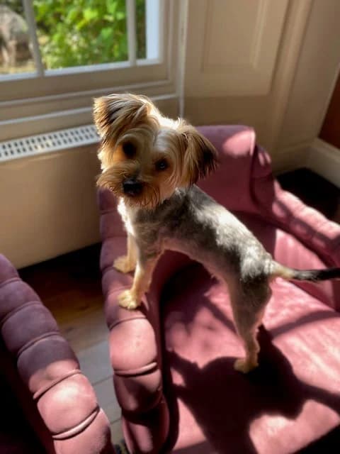 Rebel,  (All Dogs Matter)