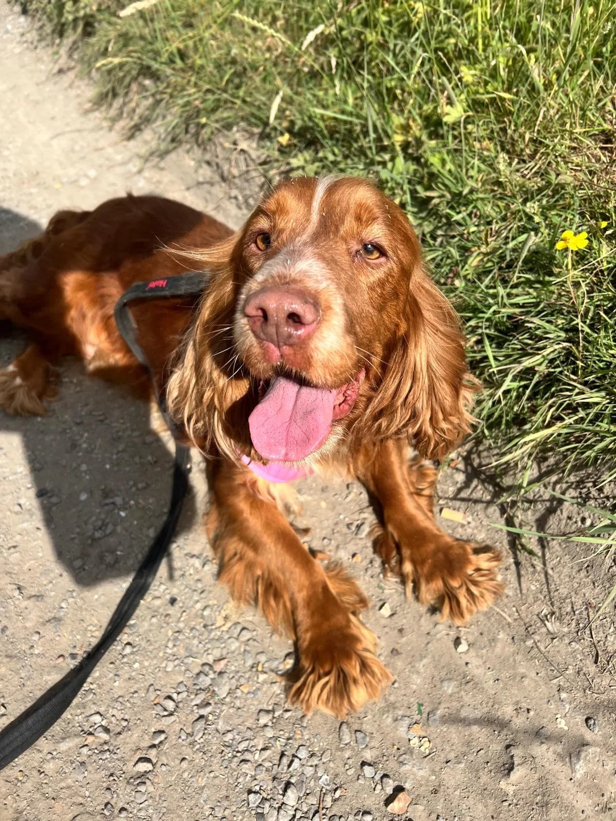 Red,  (All Dogs Matter)