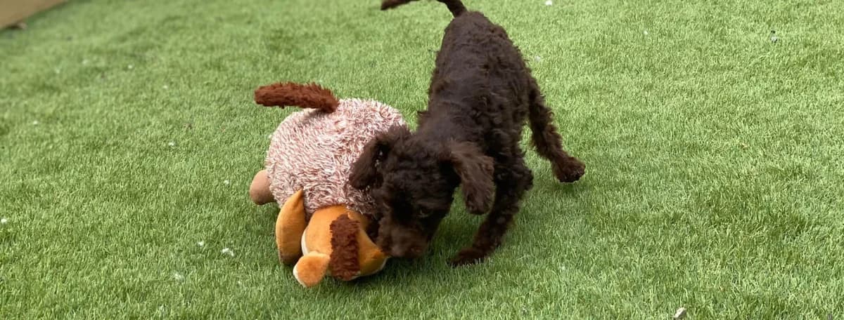 Rescue Centre shop, Mixed Breed for adoption at Hope Rescue, Pontyclun
