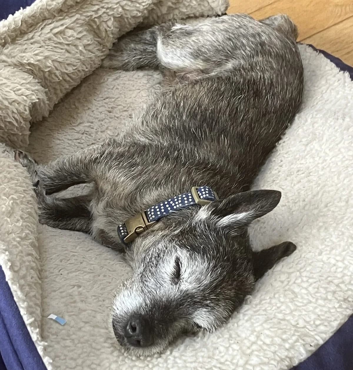 Rex,  (All Dogs Matter)