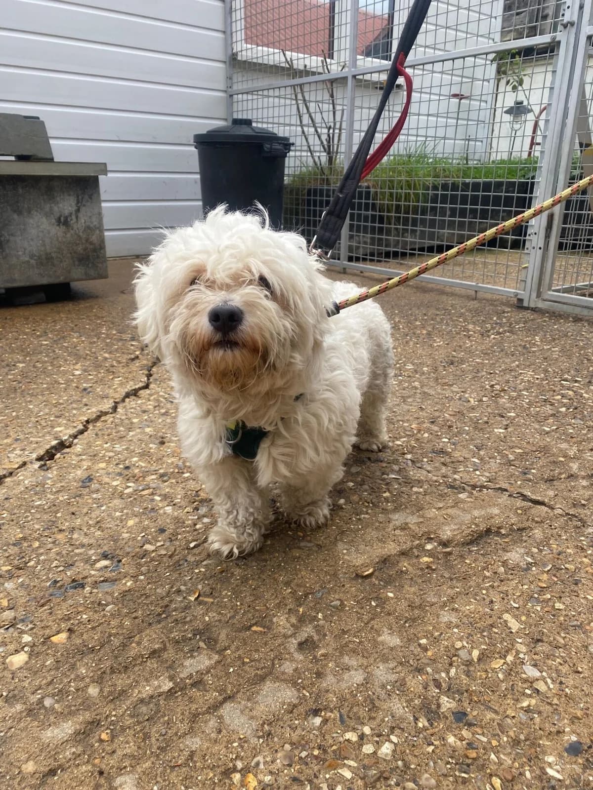 Rich,  (All Dogs Matter)