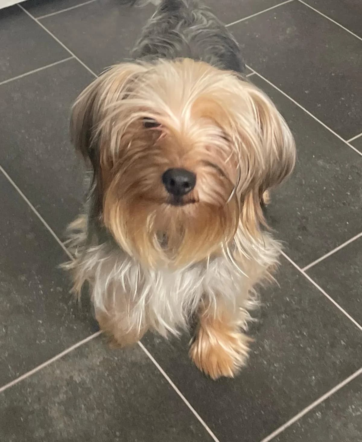 Richard,  (All Dogs Matter)