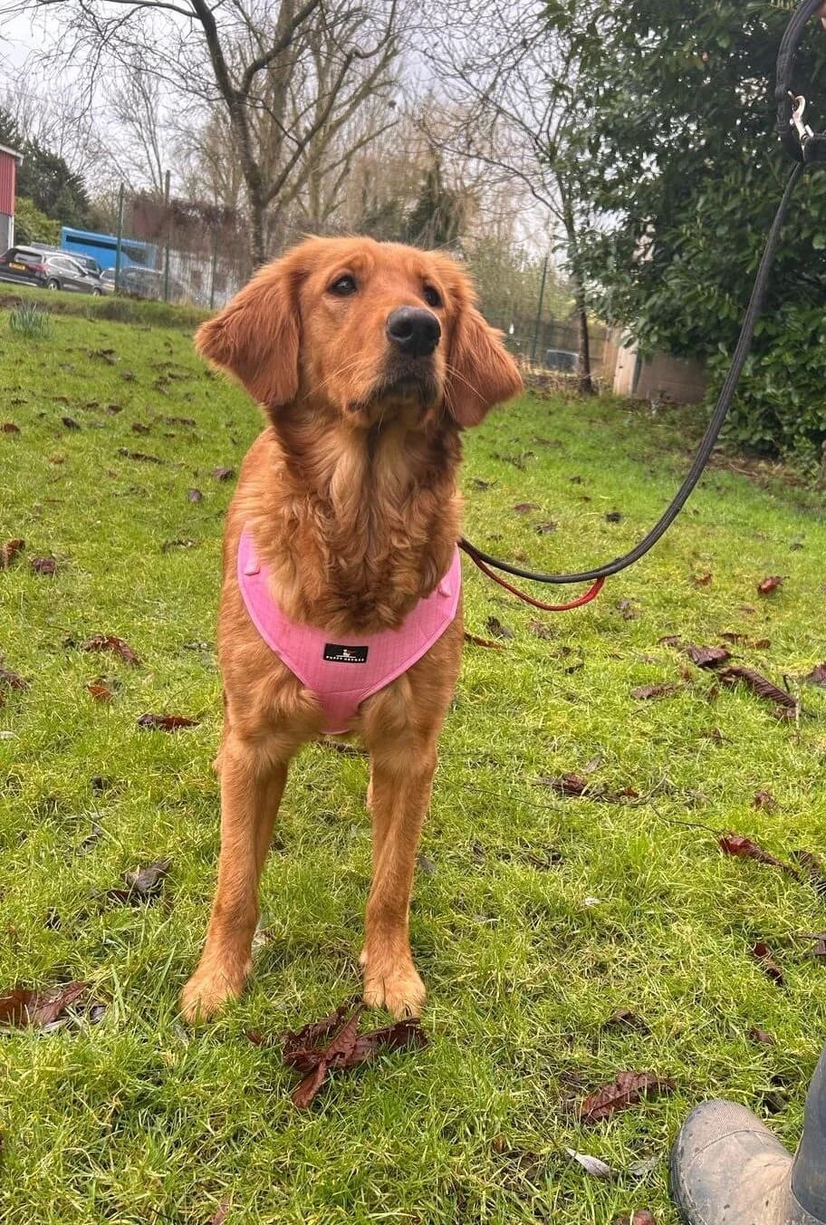 Rida,  (All Dogs Matter)