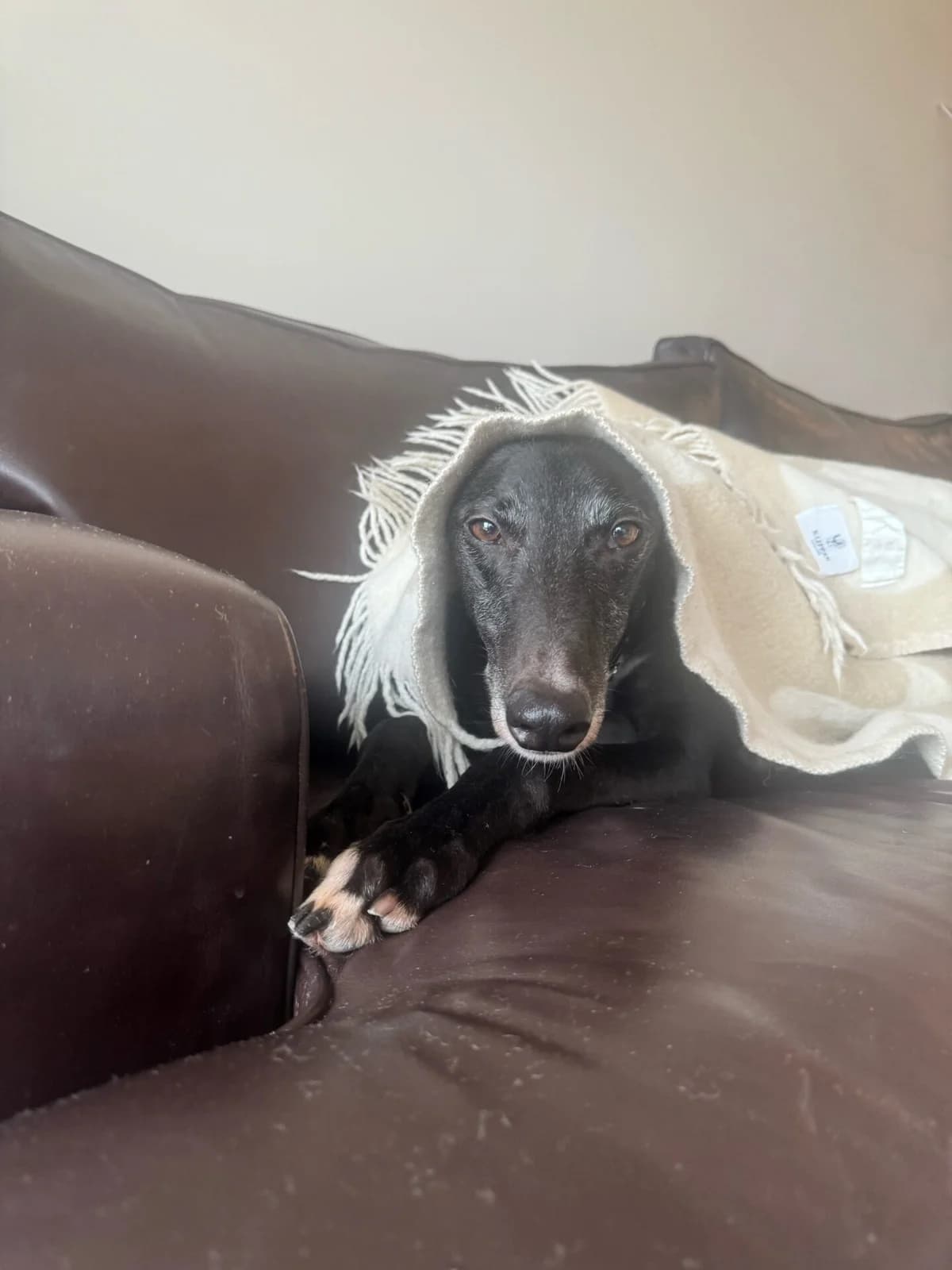 Ringo,  (All Dogs Matter)