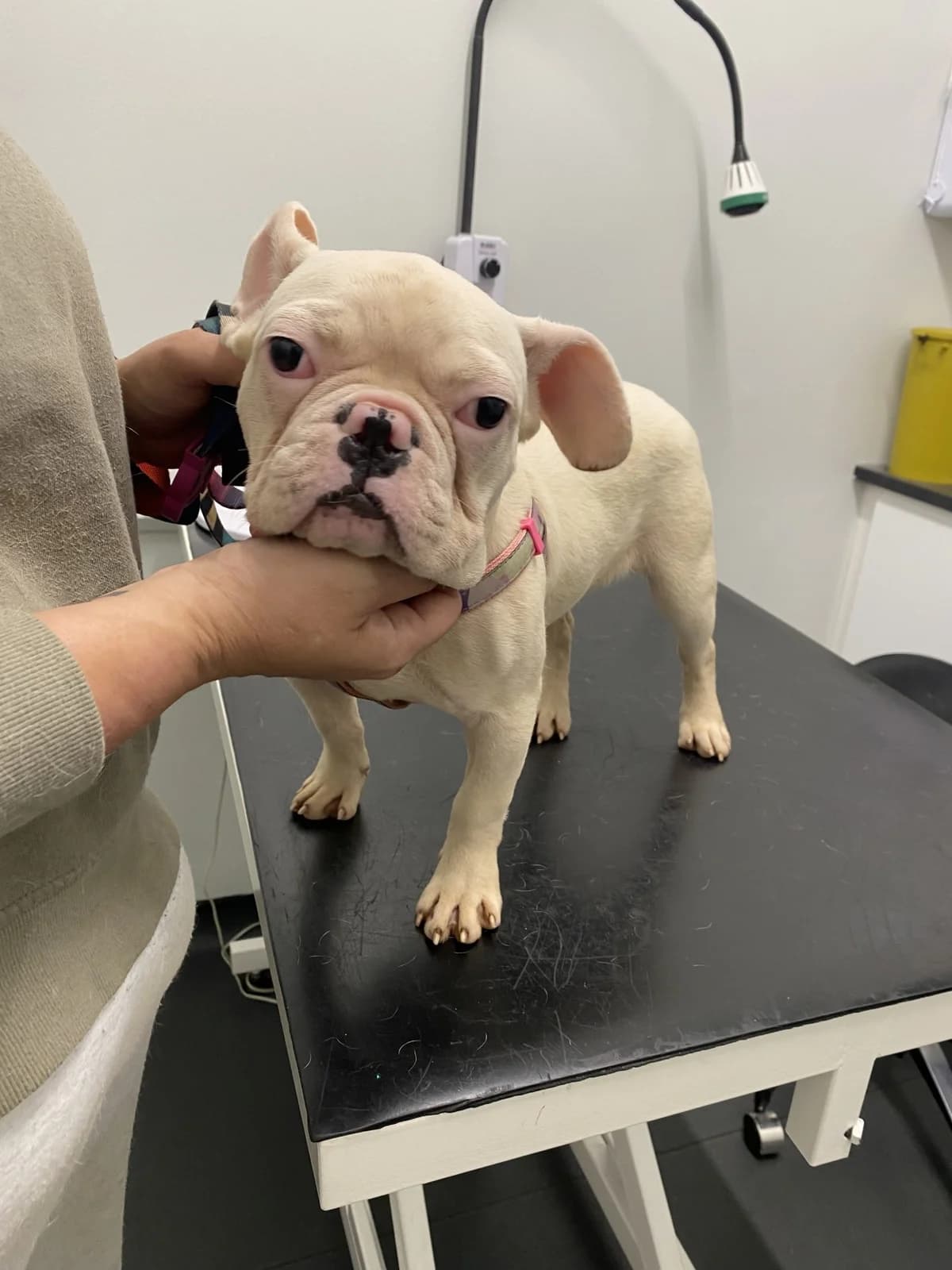 Rinty, female young English Bulldog for adoption at All Dogs Matter, London