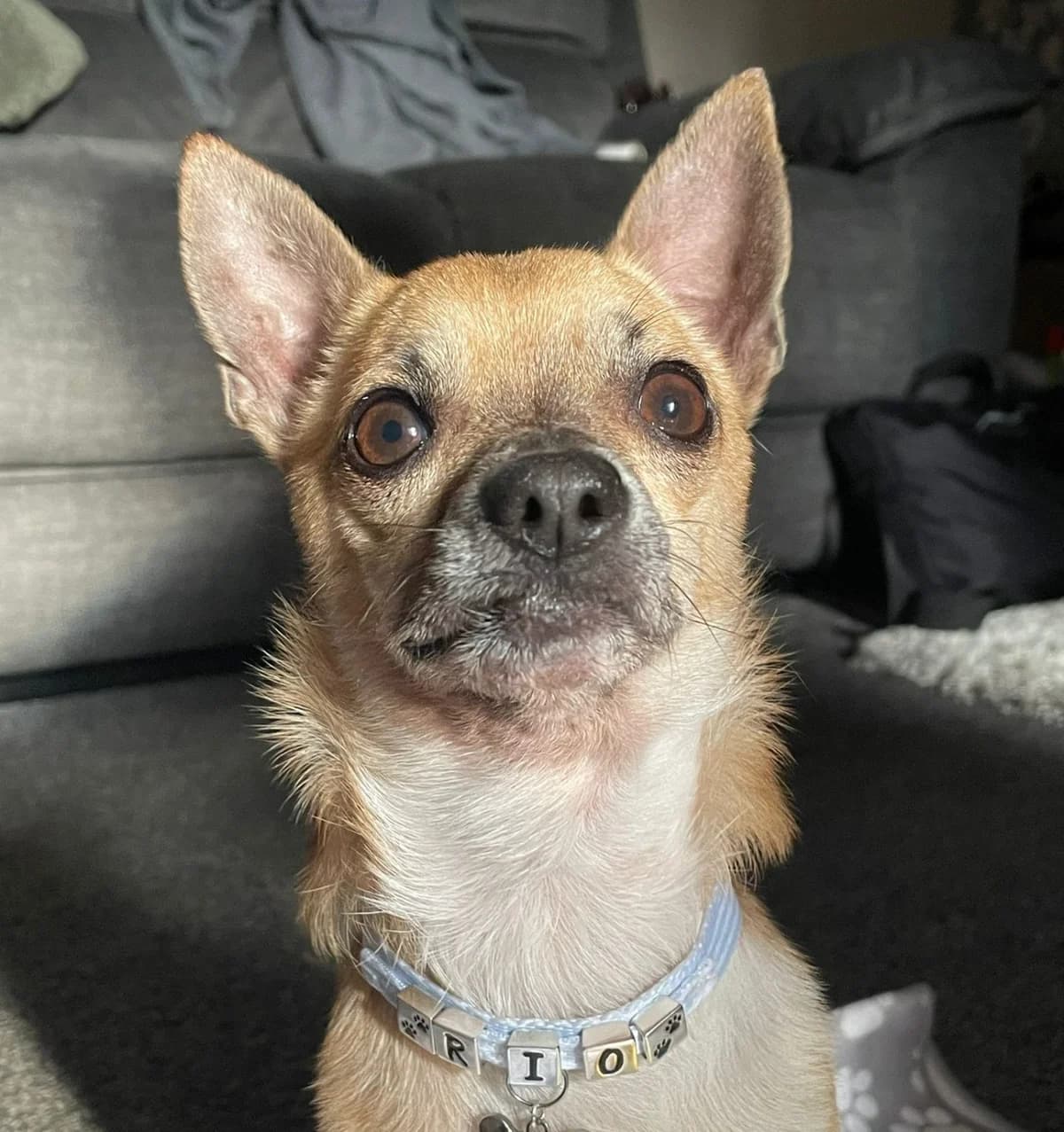 Rio, female 6yo mixed breed for adoption at All Dogs Matter, London