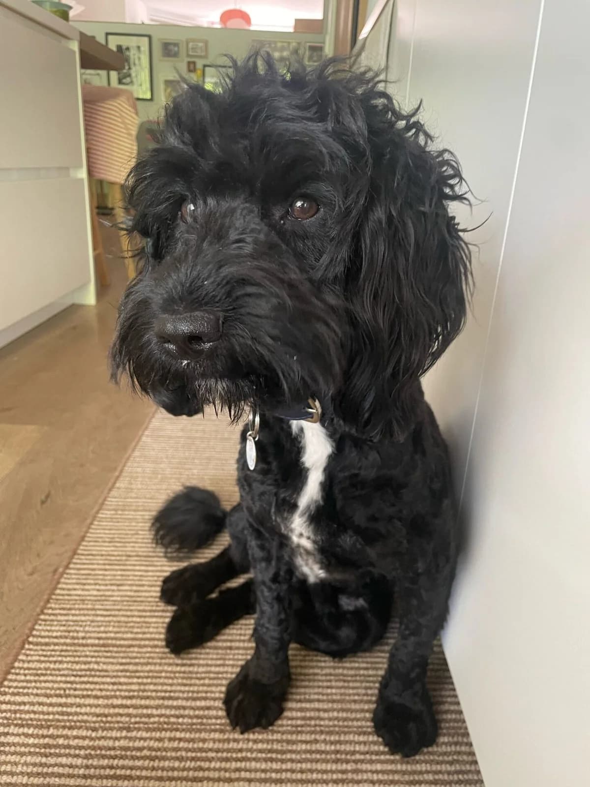 Ripley,  (All Dogs Matter)