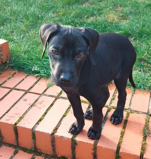 Robbie,  (All Dogs Matter)