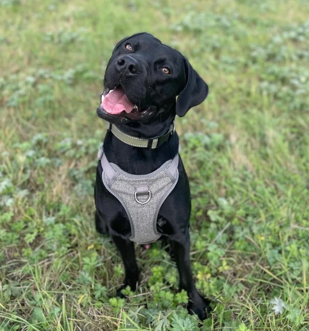 Robbie,  (All Dogs Matter)