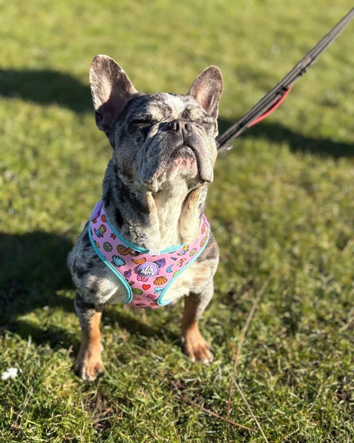 Robbie,  (All Dogs Matter)