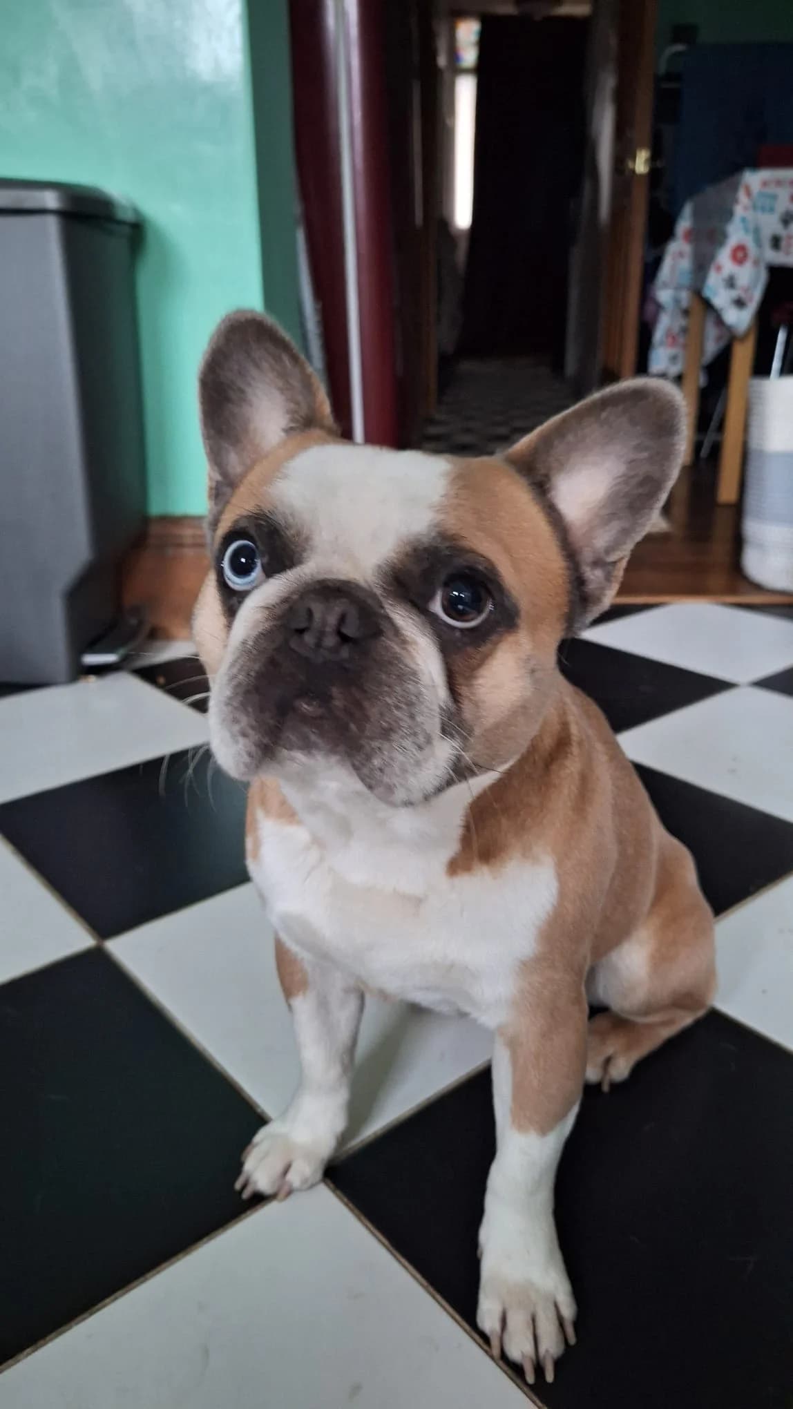 Robert, female young English Bulldog for adoption at All Dogs Matter, London