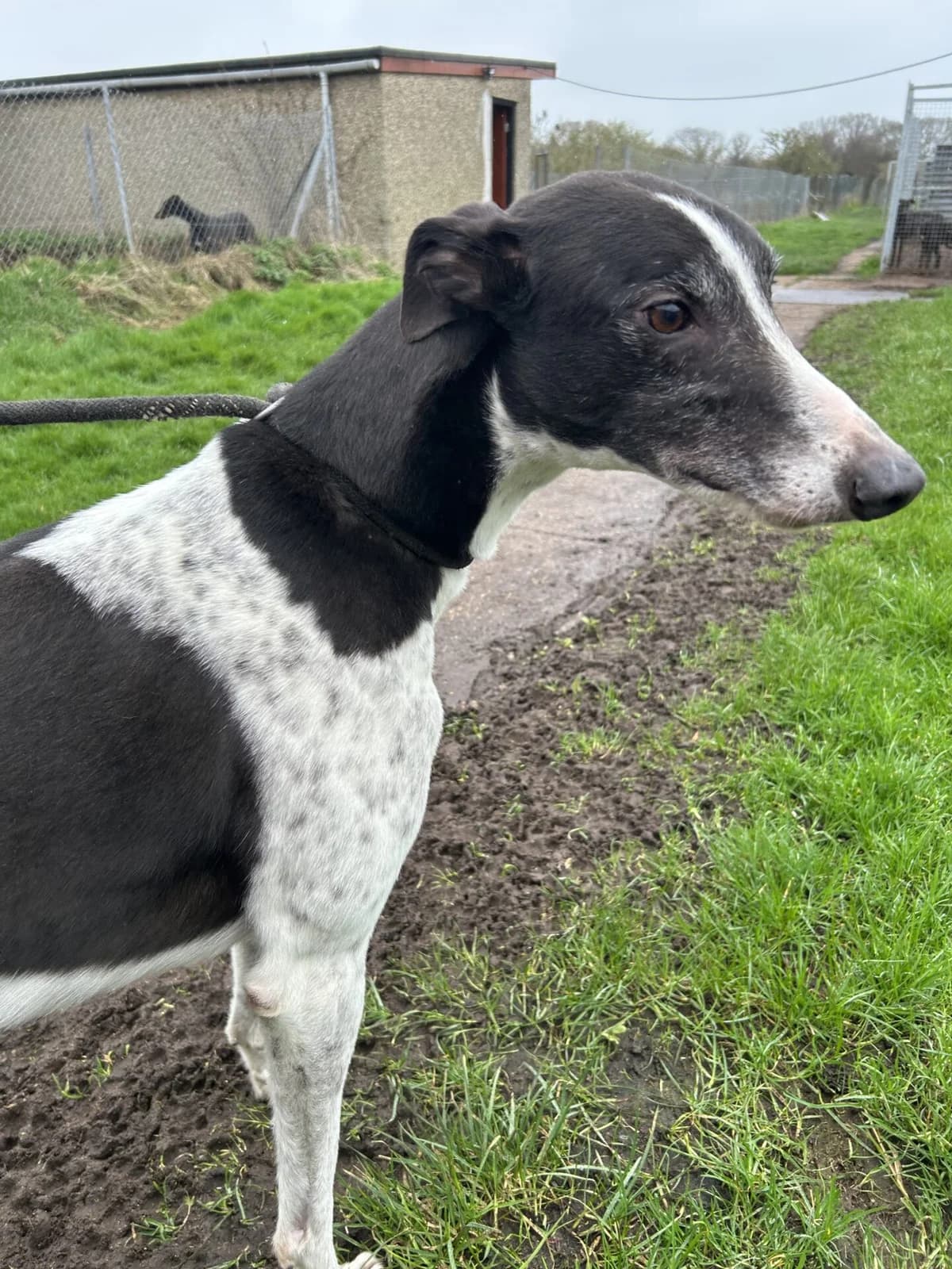 Robin, female 3yo Greyhound for adoption at All Dogs Matter, London