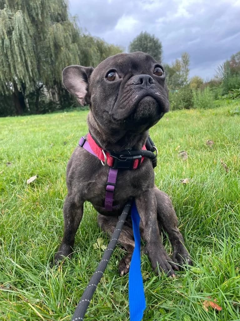 Rocco, female 3yo mixed breed for adoption at All Dogs Matter, London