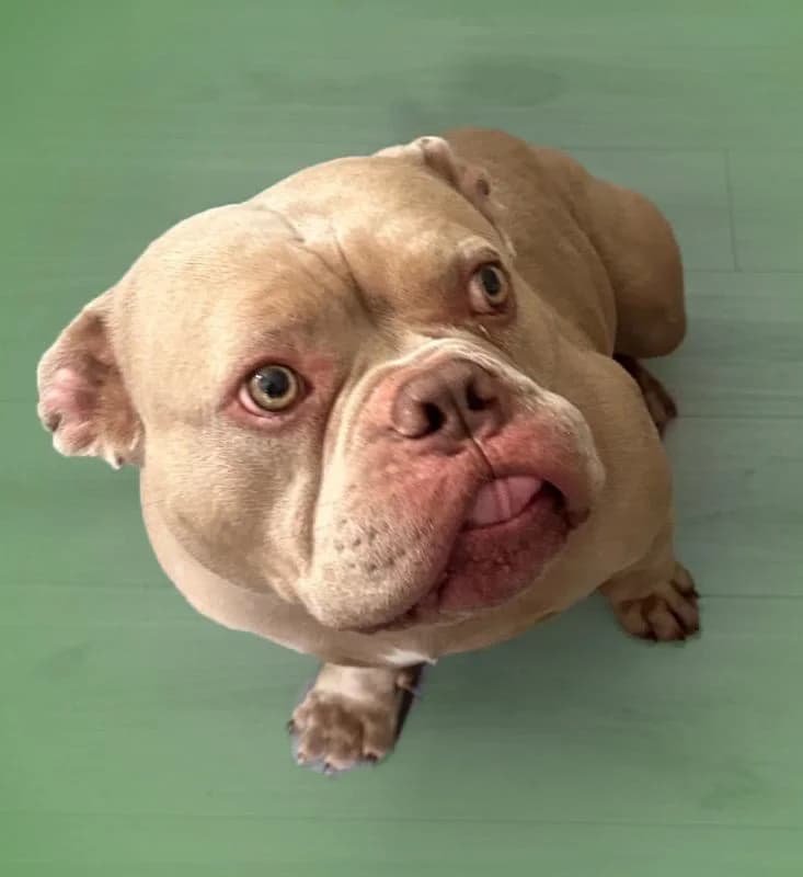 Rocco,  (All Dogs Matter)