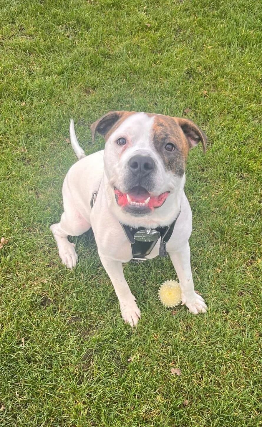 Rocco,  (All Dogs Matter)
