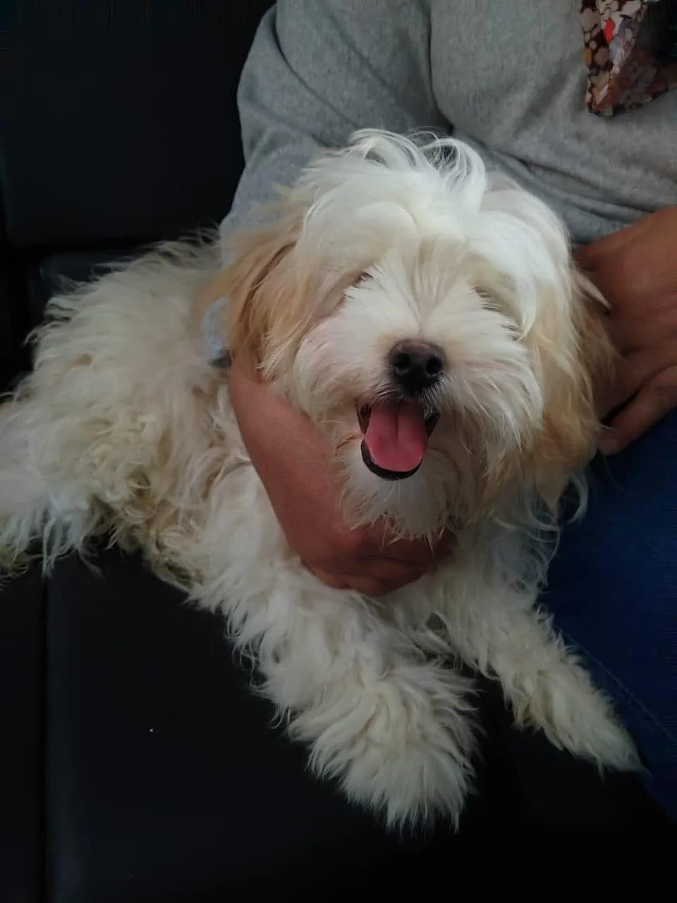 Rocky,  (All Dogs Matter)