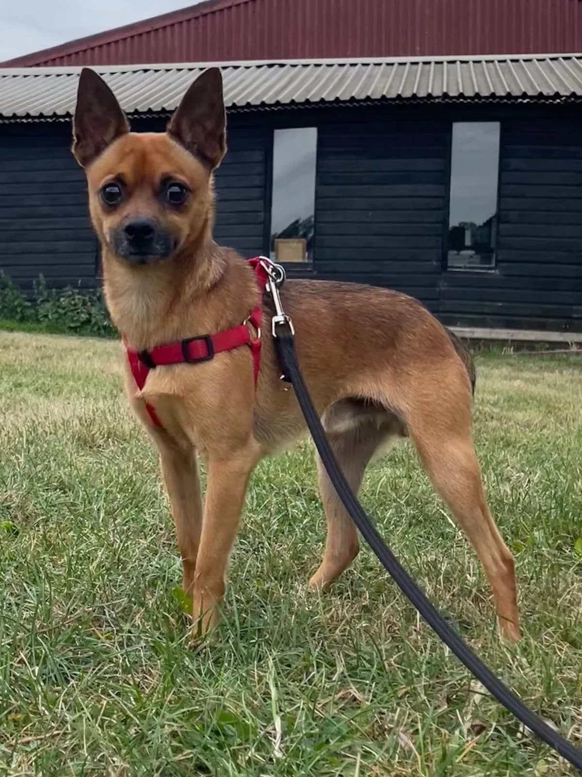 Rodney, female young Chihuahua for adoption at All Dogs Matter, London