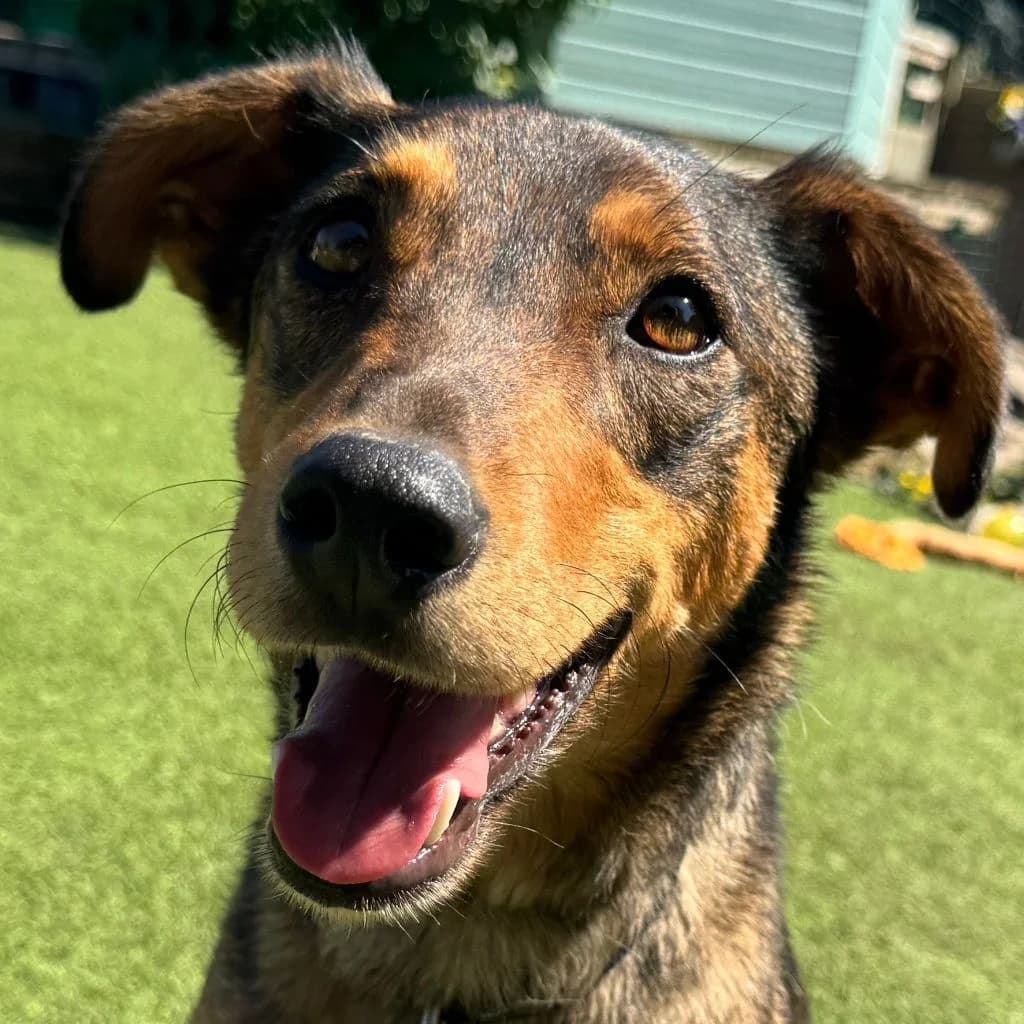 Rolo, male Border Collie for adoption at Dogs4Rescue, Manchester