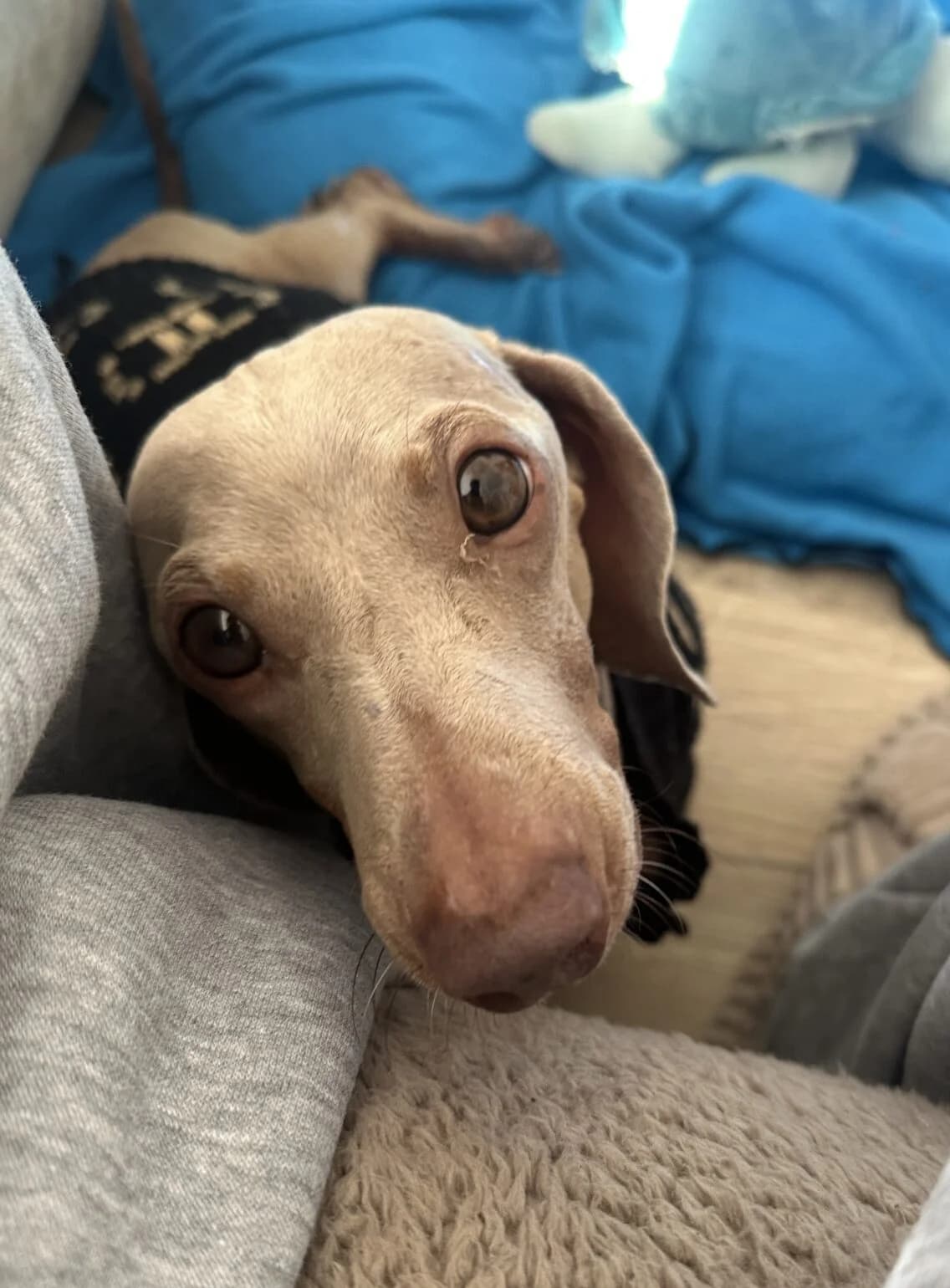 Rory,  (All Dogs Matter)