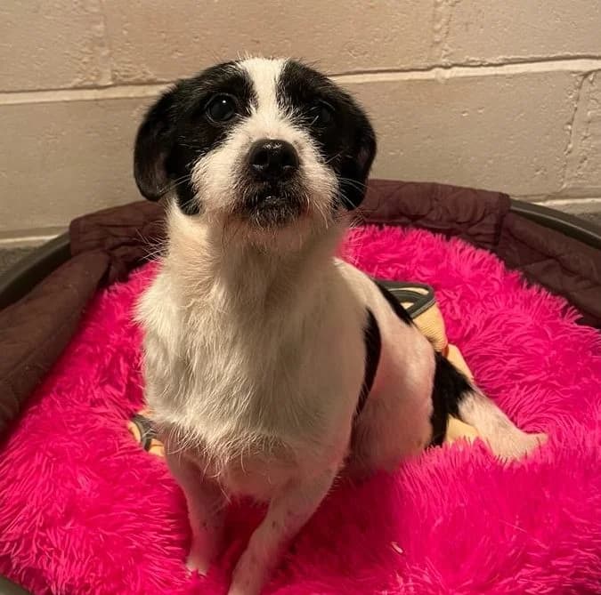 Rosy, female 7yo mixed breed for adoption at All Dogs Matter, London