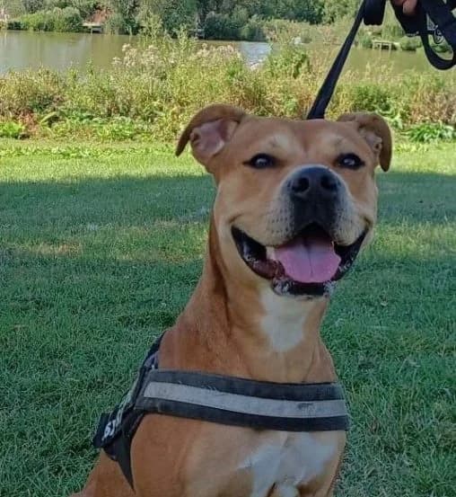Roxy, female 5yo Staffordshire Bull Terrier for adoption at All Dogs Matter, London