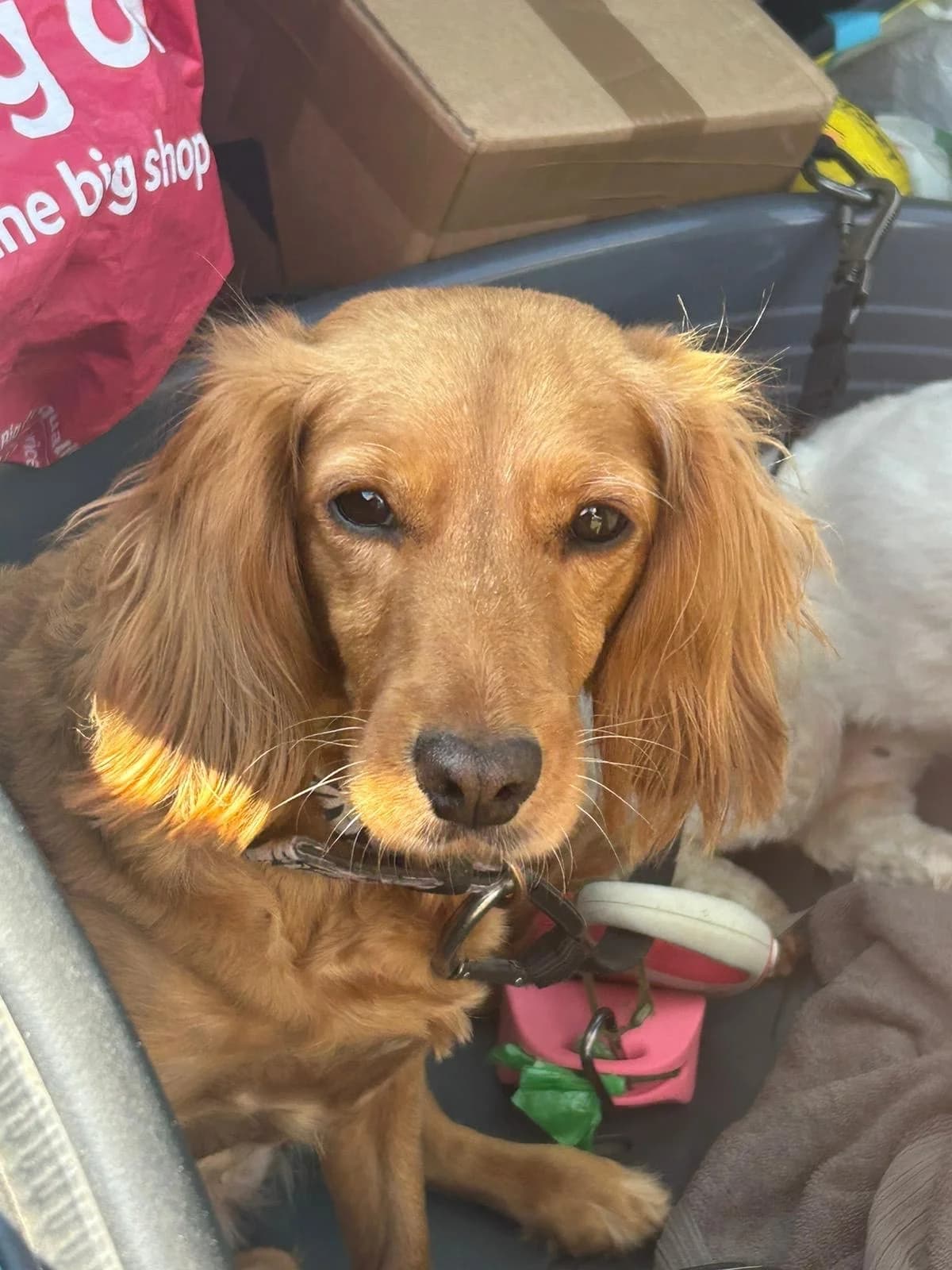 Ruby,  (All Dogs Matter)