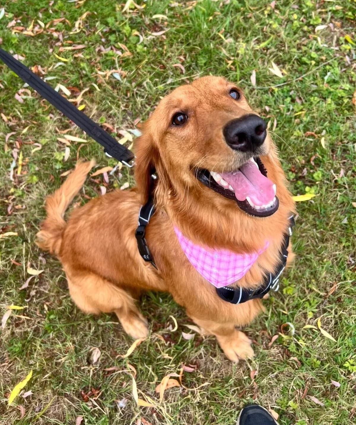 Womble,  (All Dogs Matter)