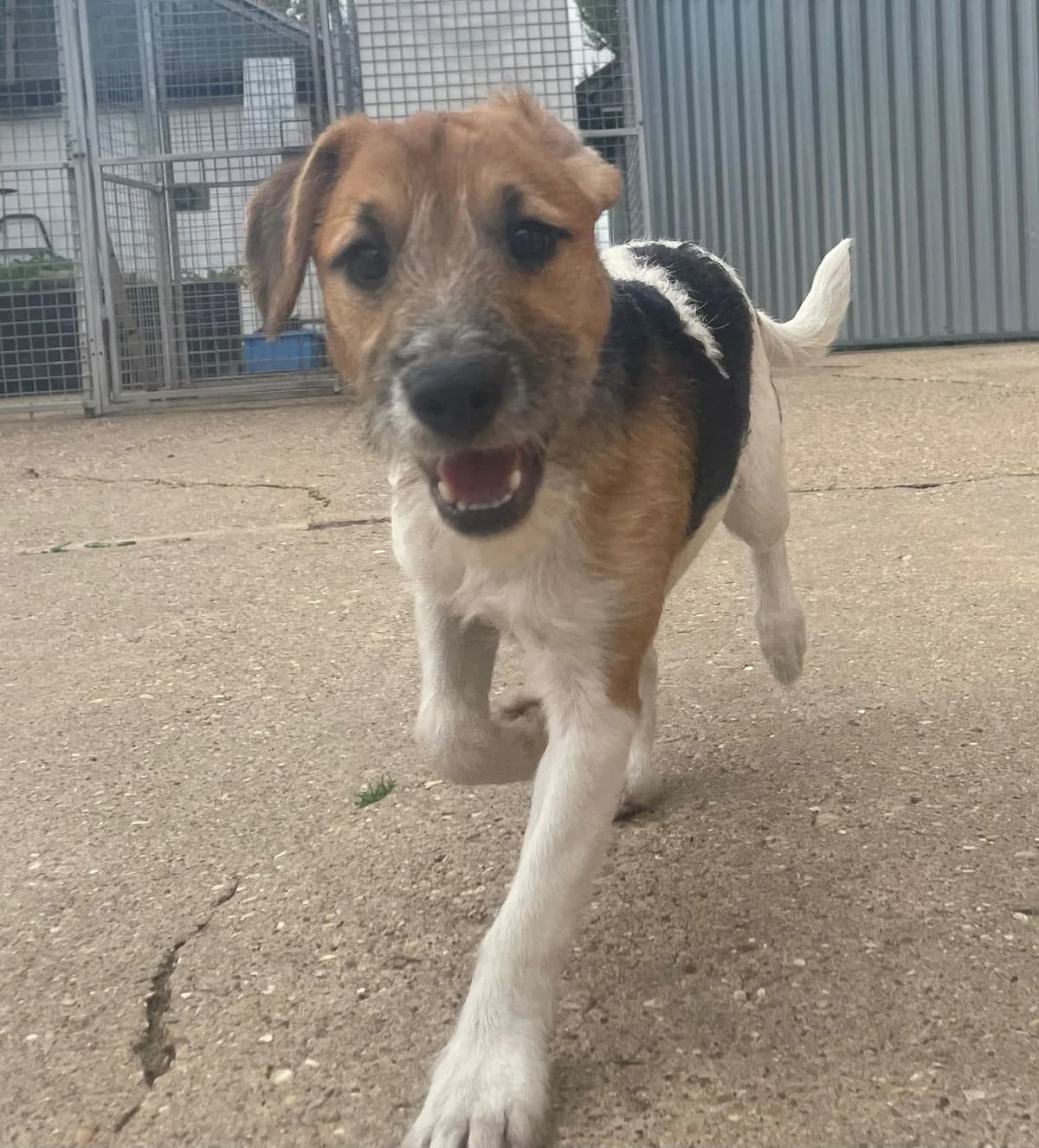 Ruby,  (All Dogs Matter)