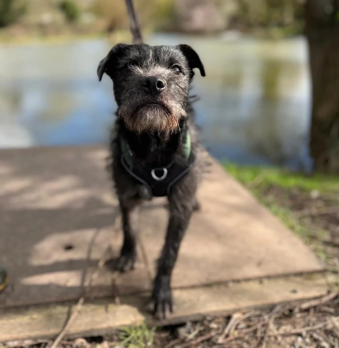 Rufio,  (All Dogs Matter)