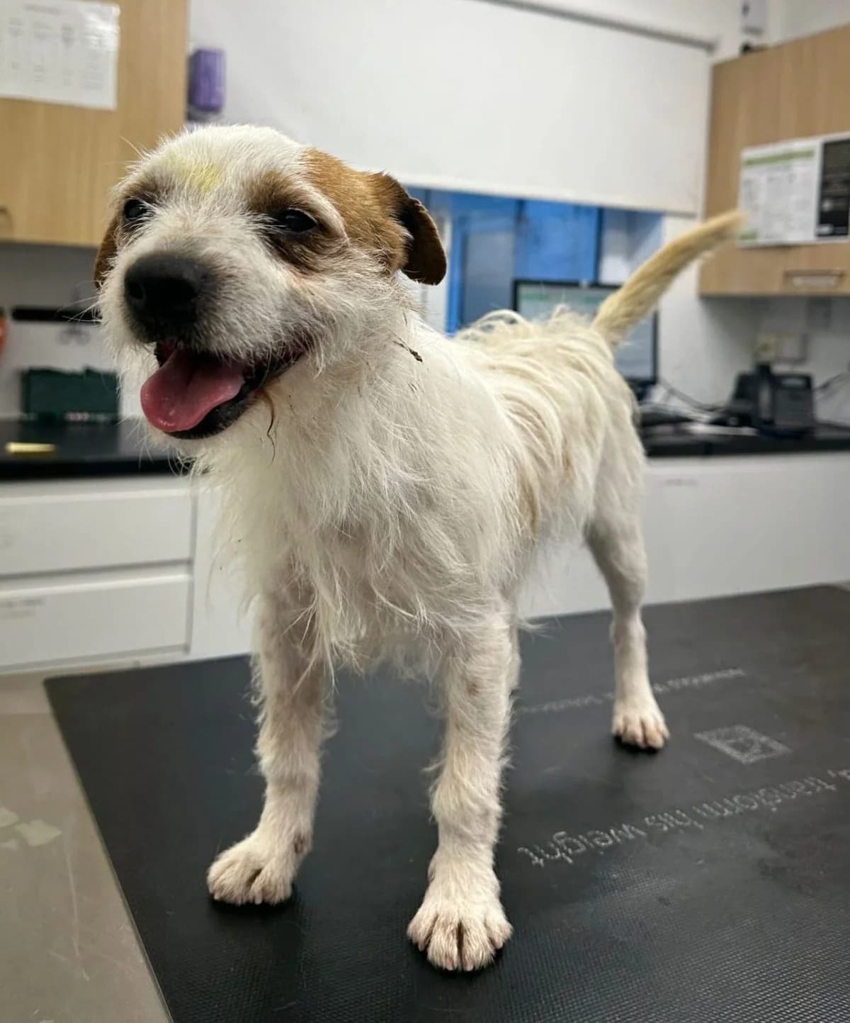 Ryan,  (All Dogs Matter)
