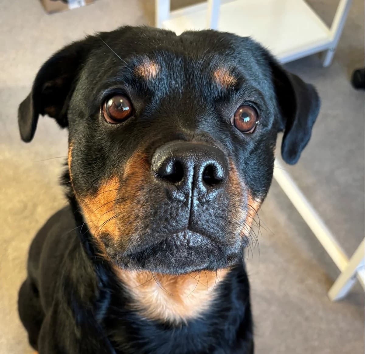Sadie, female young mixed breed for adoption at All Dogs Matter, London