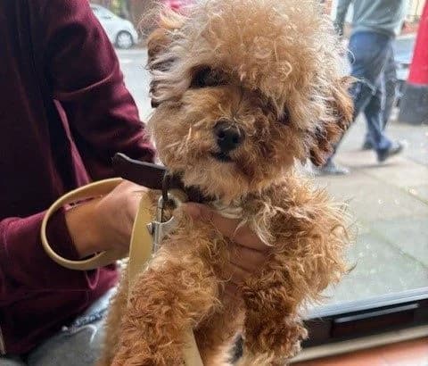 Saffi, female young mixed breed for adoption at All Dogs Matter, London