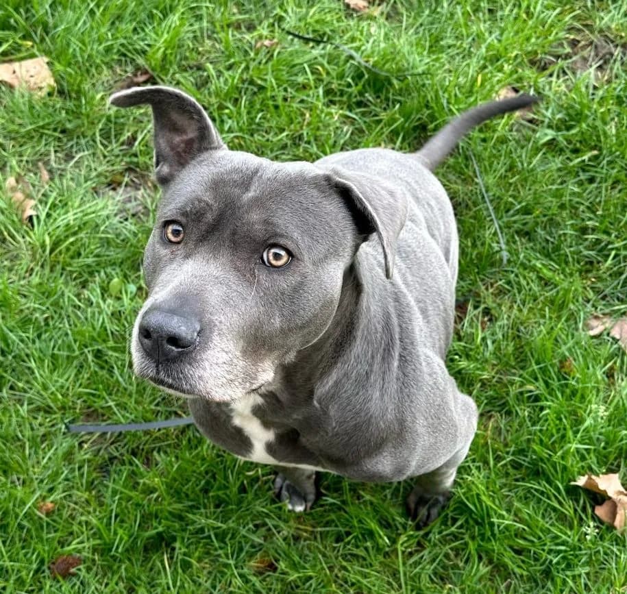 Sage,  (All Dogs Matter)