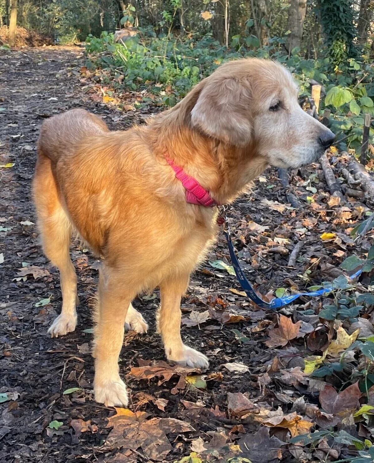 Sandie,  (All Dogs Matter)