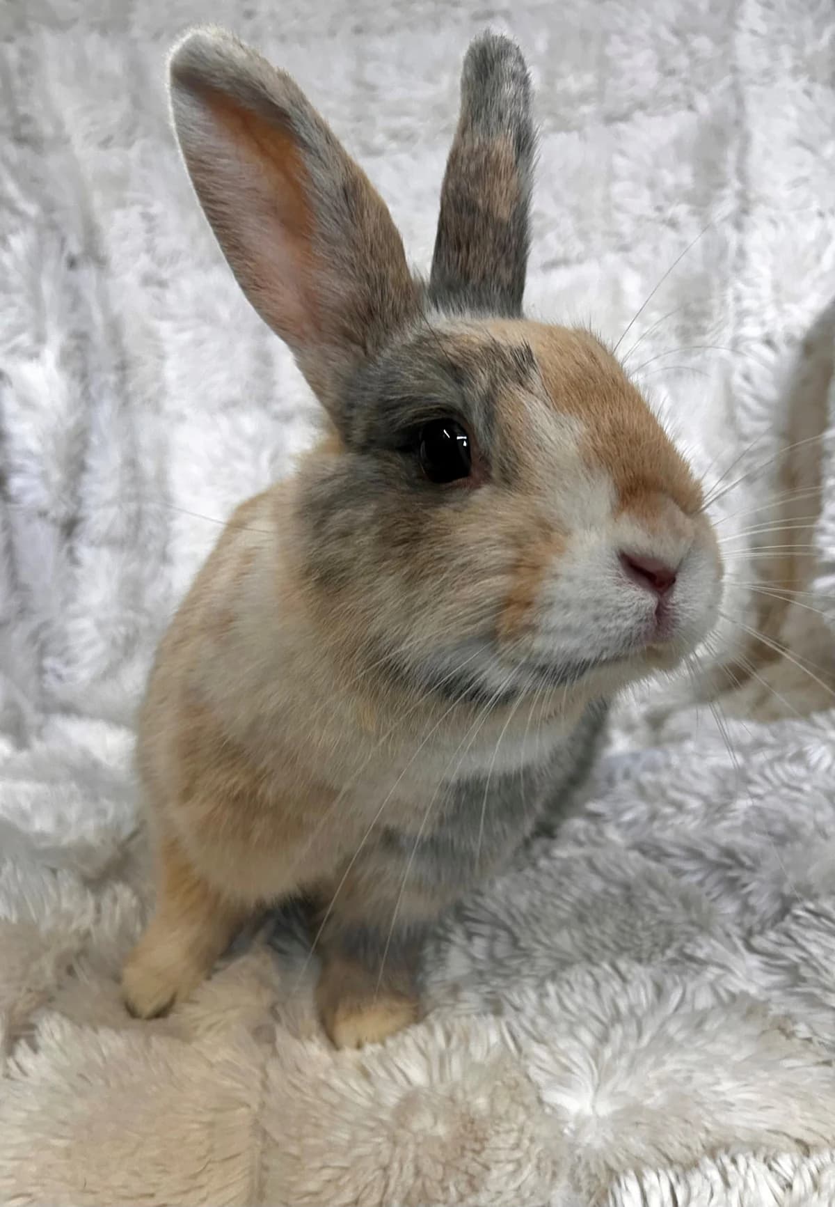 Sandy, female Mixed Breed for adoption at Freshfields Animal Rescue, Liverpool