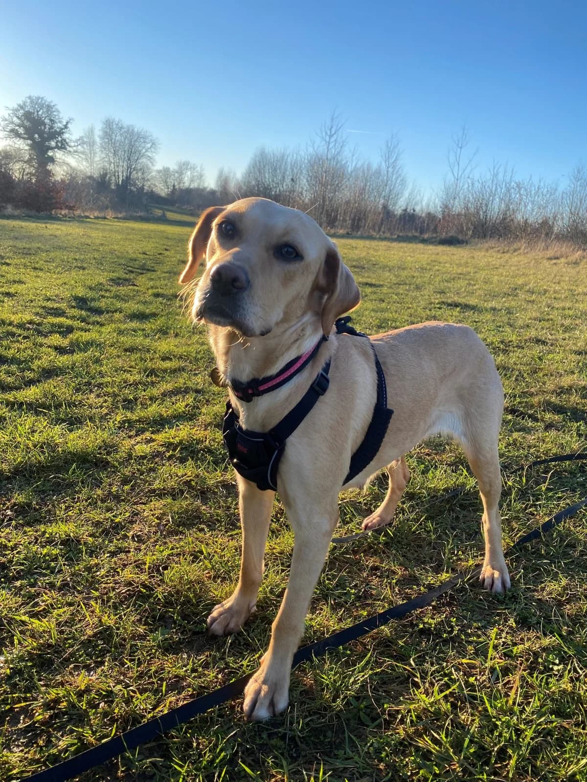 Saya, female 5yo Labrador Retriever for adoption at All Dogs Matter, London