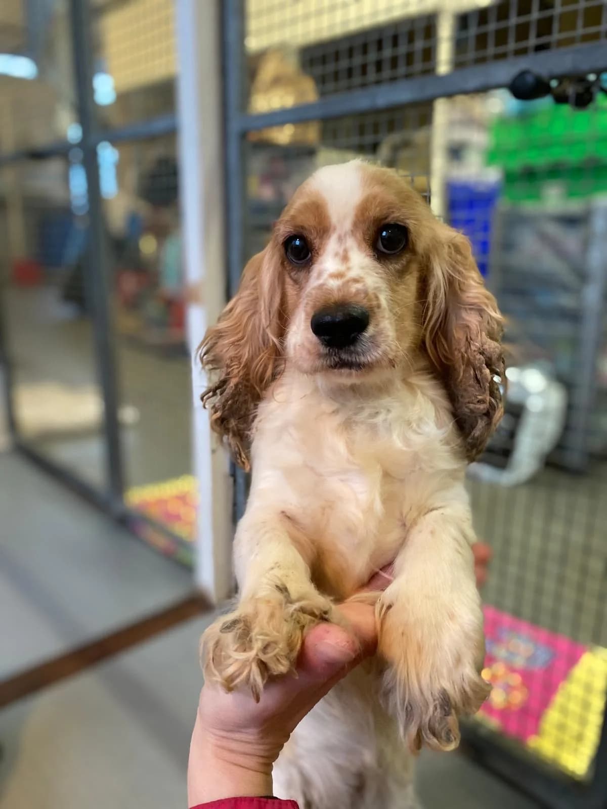 Scarlett,  (All Dogs Matter)