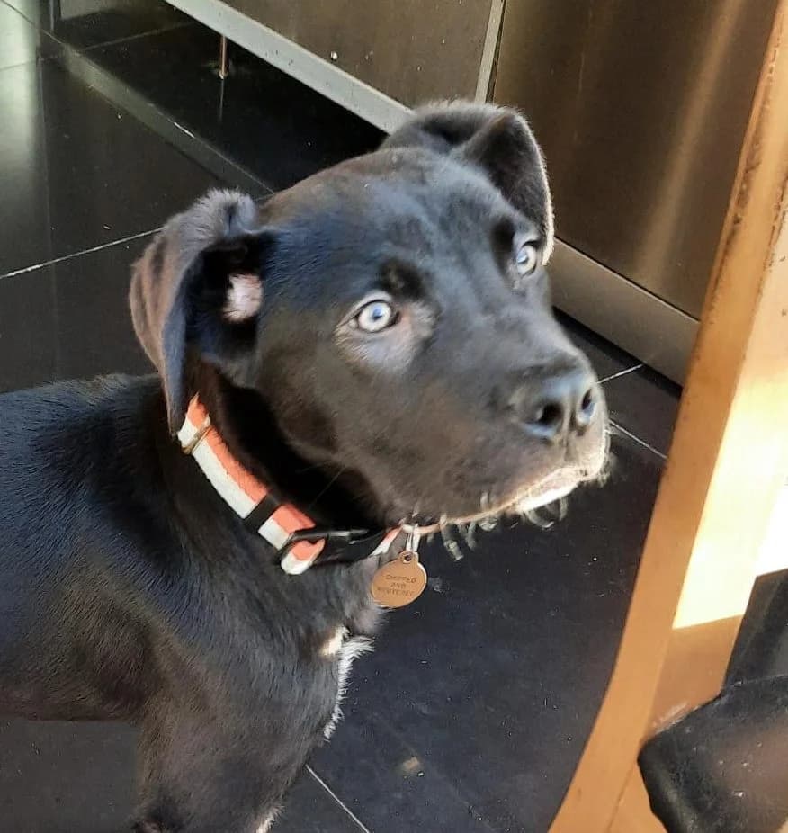 Scott, female young mixed breed for adoption at All Dogs Matter, London