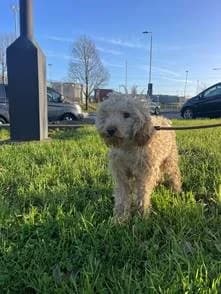 Scribbler,  (All Dogs Matter)